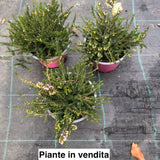 Erica darleyensis  rosa vaso 13/14. -  5/6 piante x m2