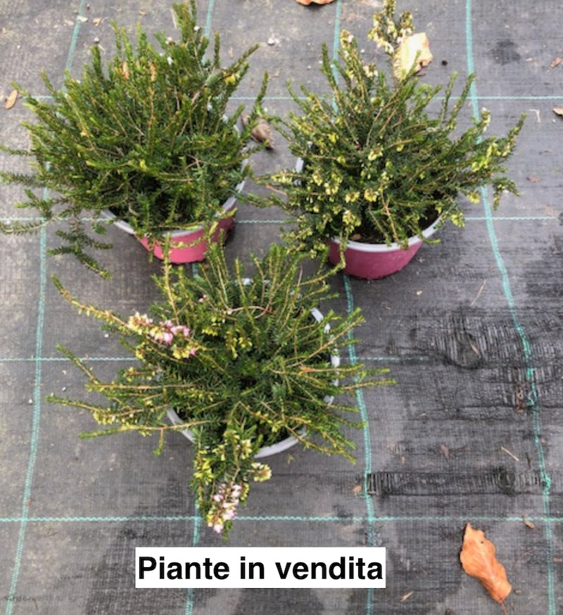 Erica darleyensis  rosa vaso 13/14. -  5/6 piante x m2