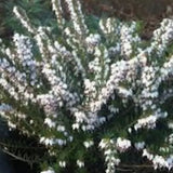 Erica darleyensis White Perfect  vaso 13/14-- 5 /6 piante x m2