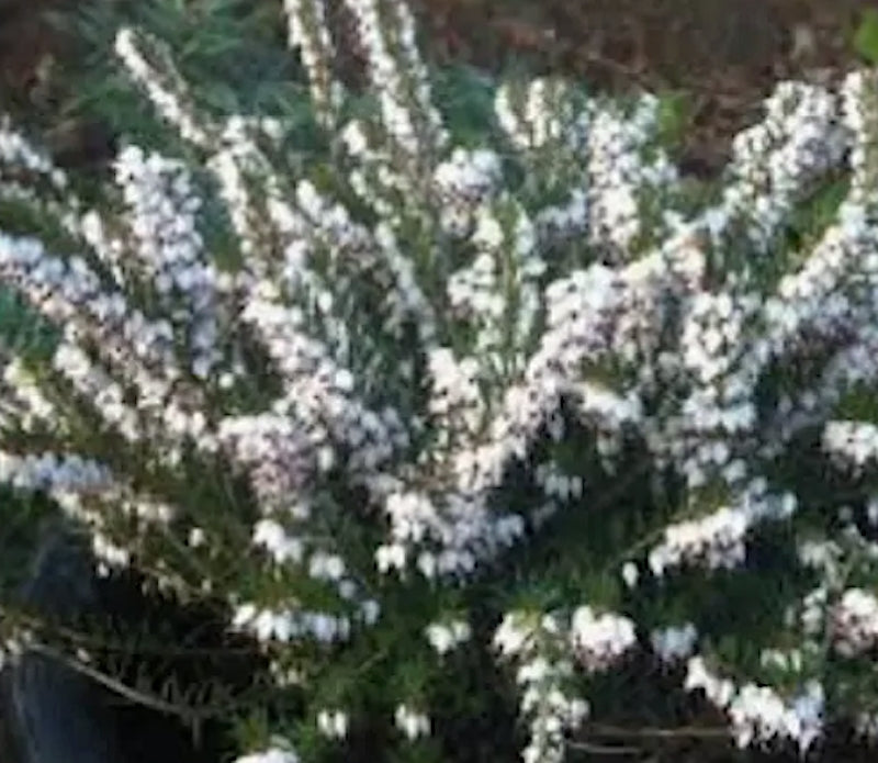 Erica darleyensis White Perfect  vaso 13/14-- 5 /6 piante x m2