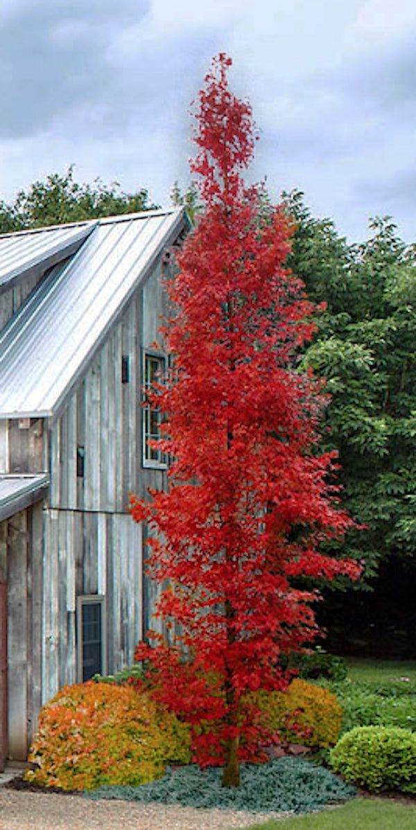 Acer palmatum Tsukasa  Silhouette ®