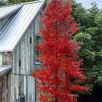 Acer palmatum Tsukasa  Silhouette ®