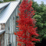 Acer palmatum Tsukasa  Silhouette ®