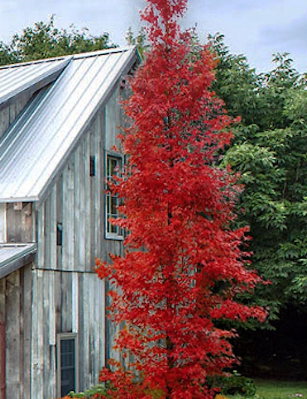 Acer palmatum Tsukasa  Silhouette ®