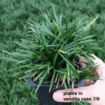 Convallaria nana