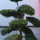 Bonsai Ilex Crenata cm. 100 costo di spedizione da concordare