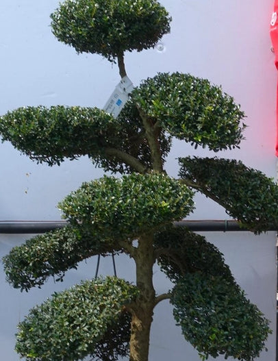 Bonsai Ilex Crenata cm. 100 costo di spedizione da concordare