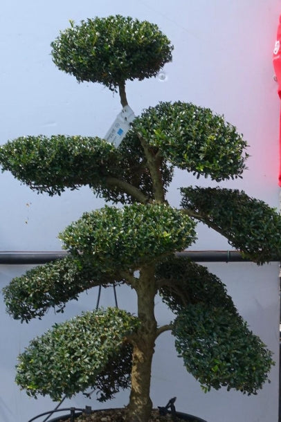 Bonsai Ilex Crenata cm. 100 costo di spedizione da concordare