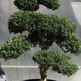 Ilex Crenata bonsai cm. 100 costo di spedizione da concordare