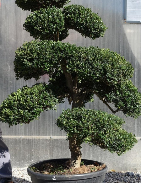 Ilex Crenata bonsai cm. 100 costo di spedizione da concordare