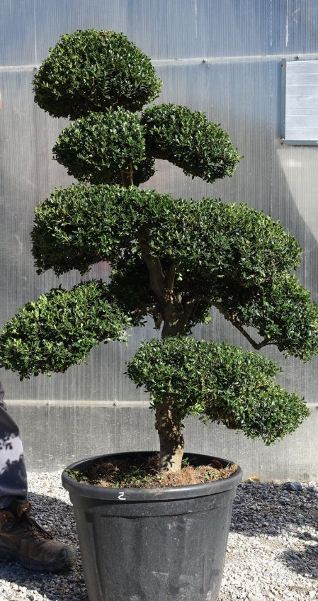 Ilex Crenata bonsai cm. 100 costo di spedizione da concordare