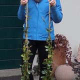 Gelsomino Trachelospermum  Jasminoides Winter Ruby cm. 200/220
