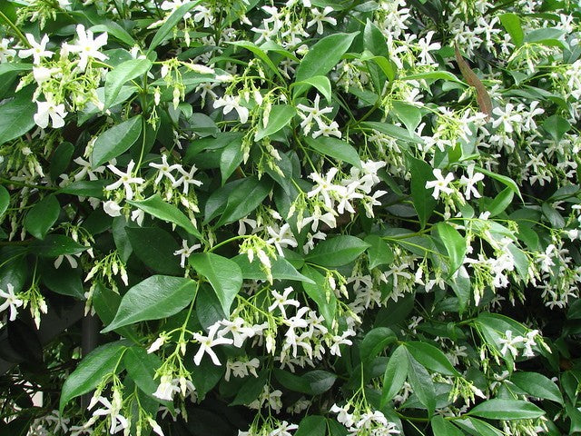 Gelsomino Trachelospermum  Jasminoides Winter Ruby cm. 200/220
