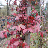 Gelsomino Trachelospermum  Jasminoides Winter Ruby cm. 200/220