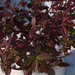 Gelsomino Trachelospermum  Jasminoides Winter Ruby cm. 200/220