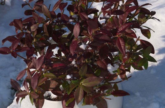 Gelsomino Trachelospermum  Jasminoides Winter Ruby cm. 200/220