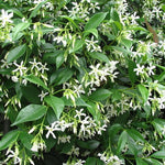 Gelsomino Trachelospermum  Jasminoides Winter Ruby cm. 250/300