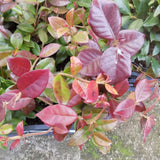 Gelsomino Trachelospermum  Jasminoides Winter Ruby cm. 250/300