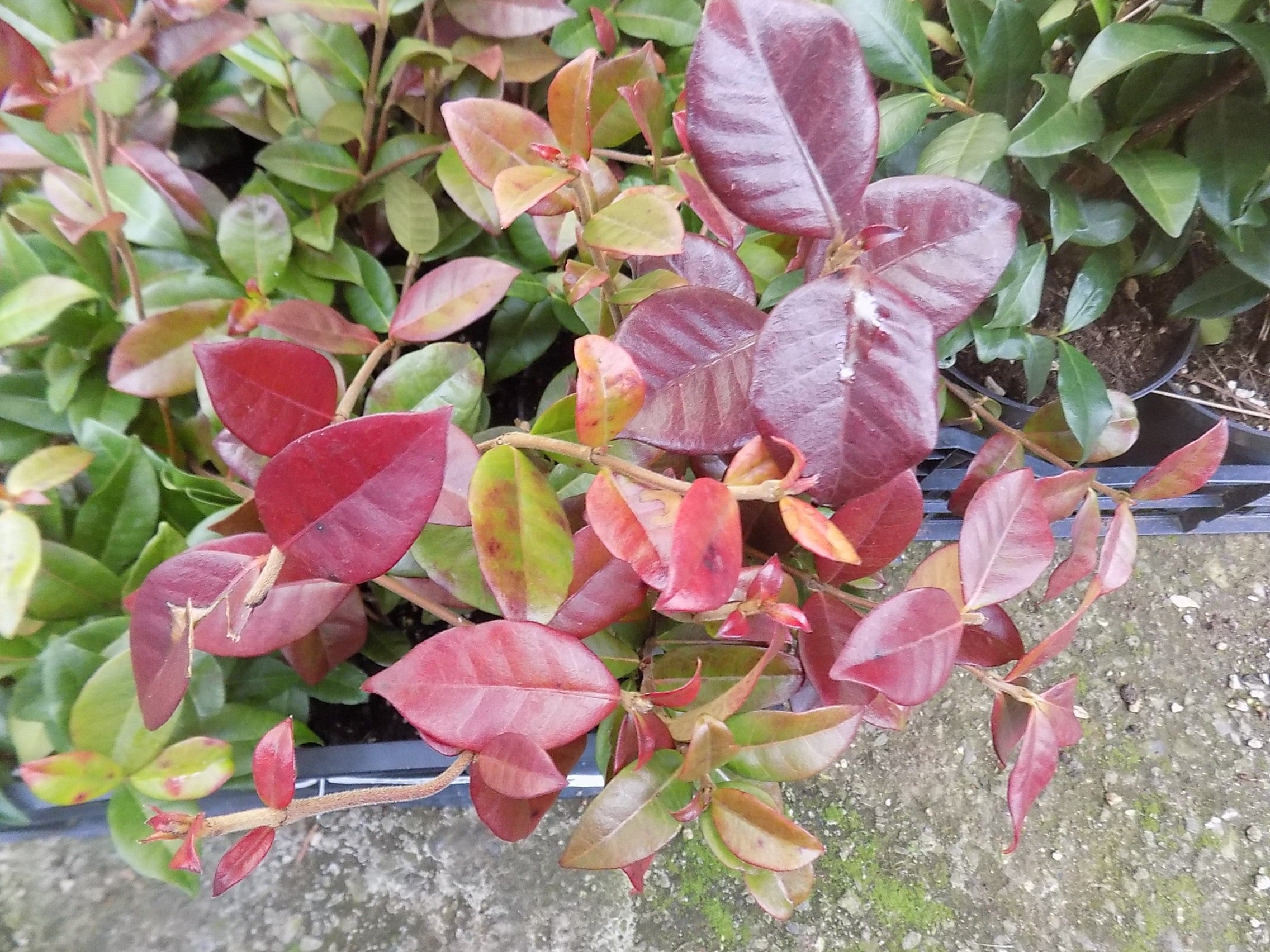 Gelsomino Trachelospermum  Jasminoides Winter Ruby cm. 250/300