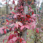 Gelsomino Trachelospermum  Jasminoides Winter Ruby cm. 250/300