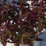 Gelsomino Trachelospermum  Jasminoides Winter Ruby cm. 250/300
