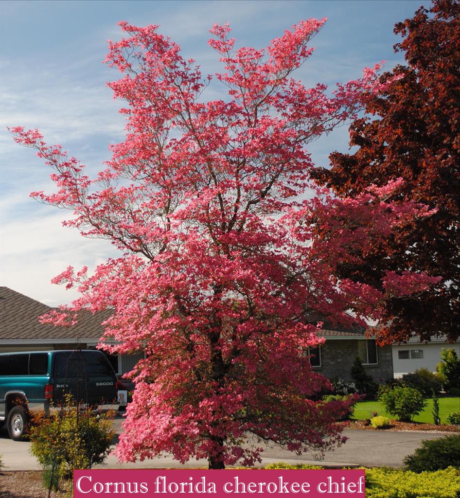 Cornus Florida Cherokee Chief cm. 300/350
