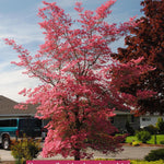Cornus Florida Cherokee Chief cm. 300/350