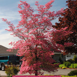 Cornus Florida Cherokee Chief cm. 300/350