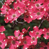 Cornus Florida Cherokee Chief vaso 24  cm. 110/120