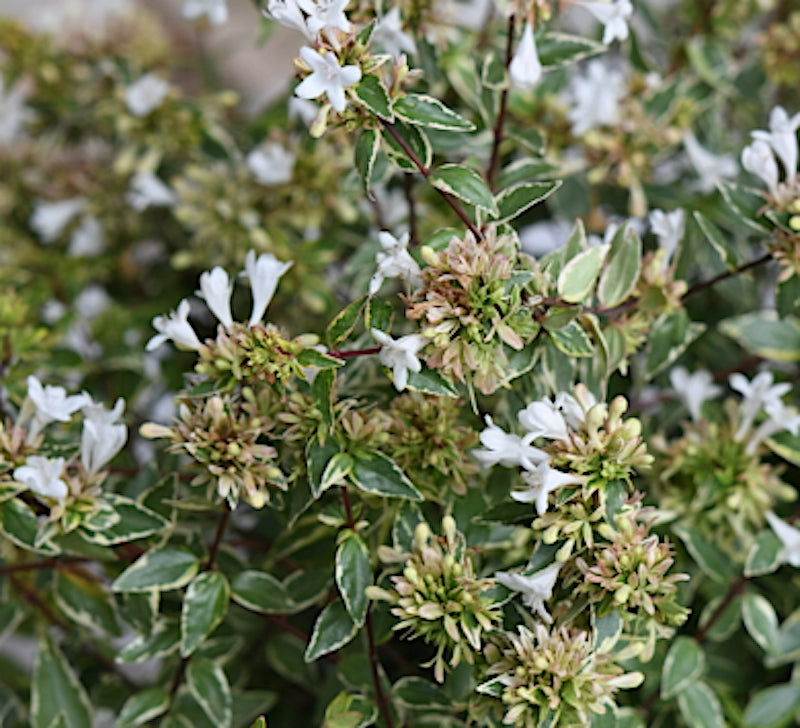 Abelia Grandiflora Happy daydream ® vaso 18