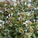 Abelia Grandiflora Happy daydream ® vaso 18