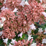 Abelia Grandiflora Happy daydream ® vaso 18