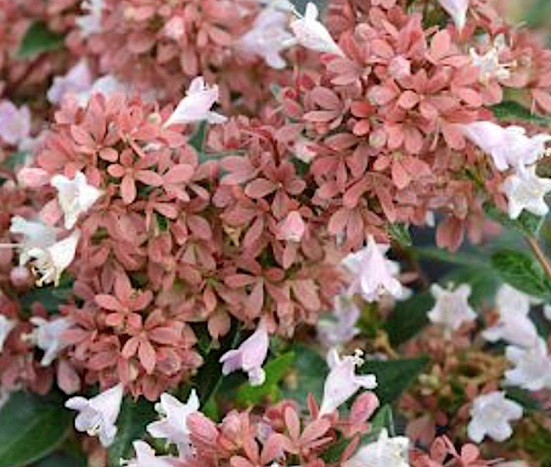 Abelia Grandiflora Happy daydream ® vaso 18