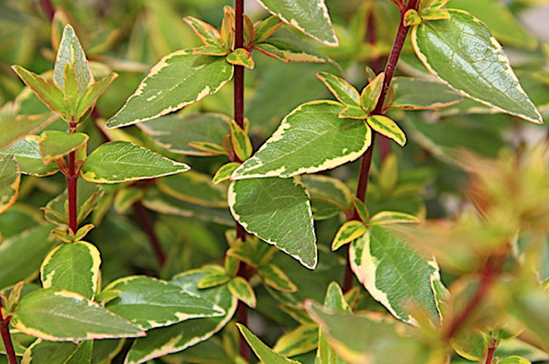 Abelia Grandiflora Happy daydream ® vaso 18