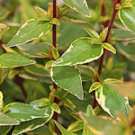 Abelia Grandiflora Happy daydream ® vaso 18