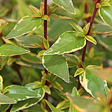 Abelia Grandiflora Happy daydream ® vaso 18