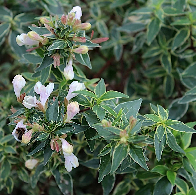 Abelia x grandiflora ‘Lucky Lots’ ® vaso 18