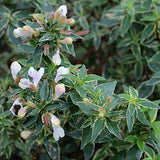 Abelia x grandiflora ‘Lucky Lots’ ® vaso 18
