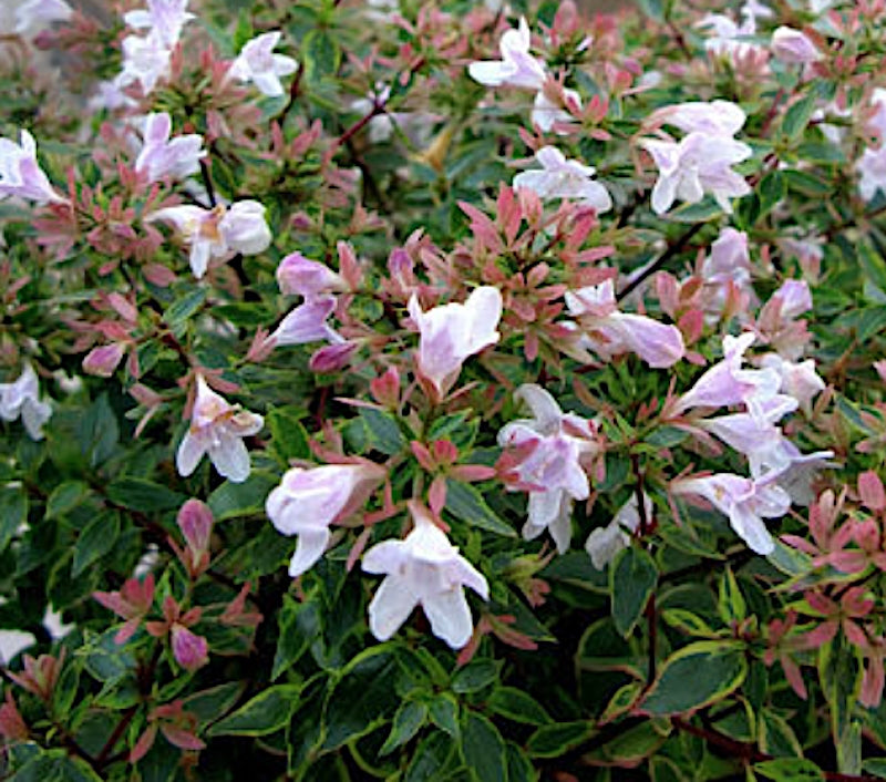 Abelia x grandiflora Sunshine Daydream ® vaso 18
