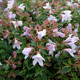 Abelia x grandiflora Sunshine Daydream ® vaso 18