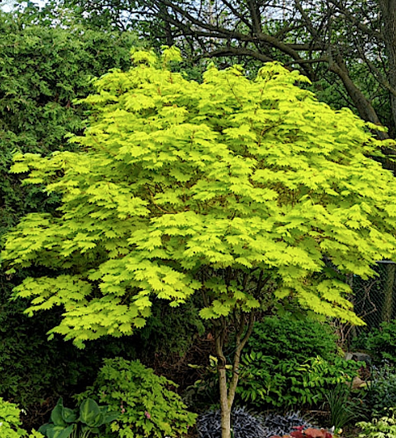 Acer Japonica shiras  Jordan cm. 100/125 vaso 24/26