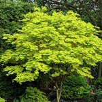 Acer Japonica shiras  Jordan cm. 100/125 vaso 24/26