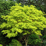 Acer Japonica shiras  Jordan cm. 100/125 vaso 24/26