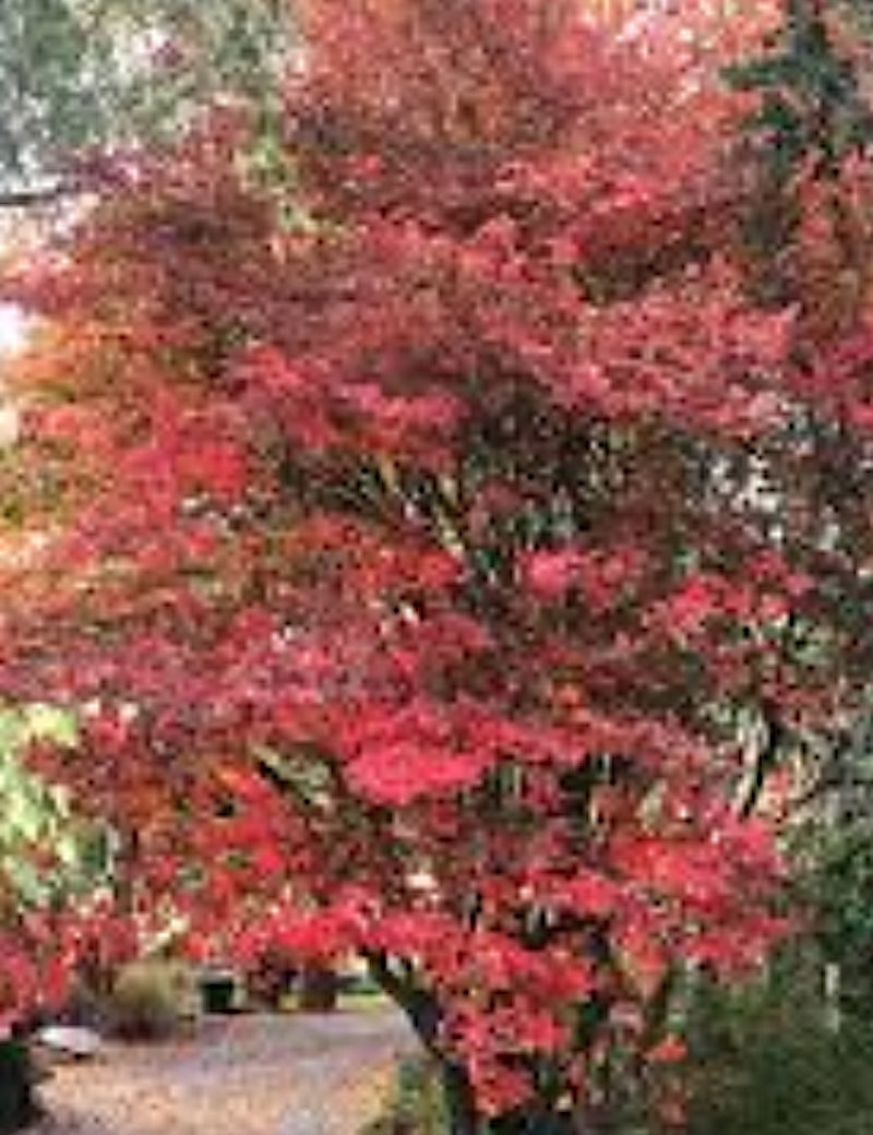 amelanchier lamarckii cm. 120/140  vaso 24