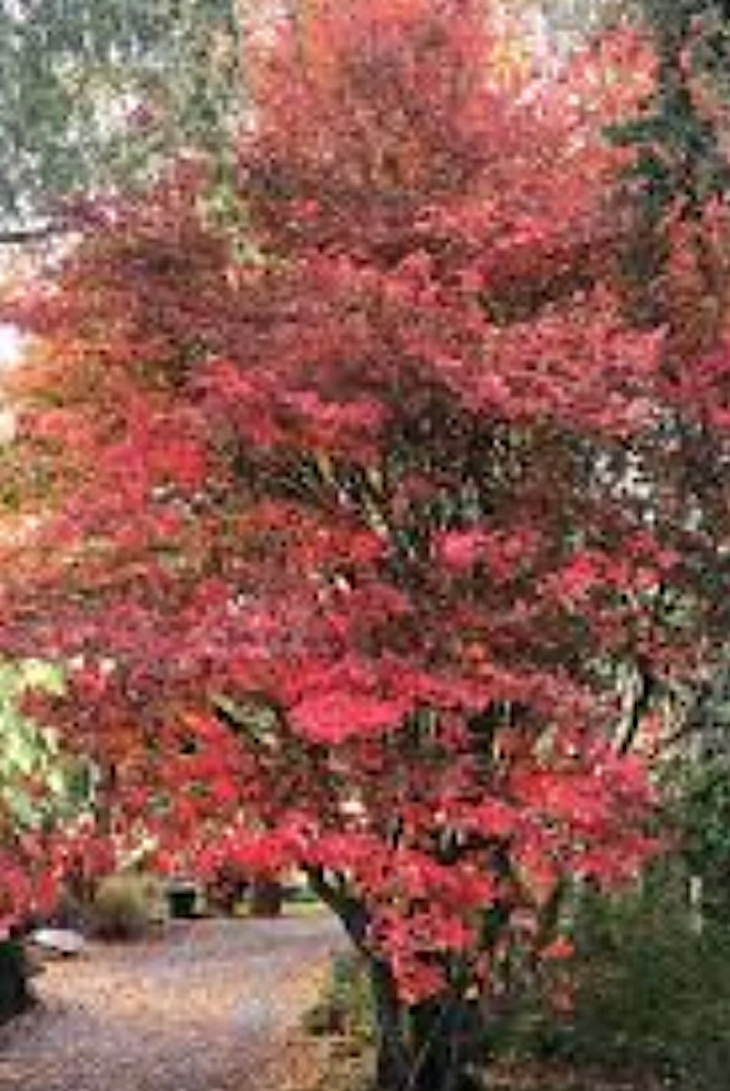 amelanchier lamarckii cm. 120/140  vaso 24