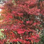 amelanchier lamarckii cm. 120/140  vaso 24