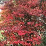 amelanchier lamarckii cm. 120/140  vaso 24