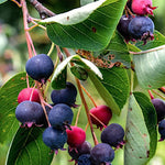amelanchier lamarckii cm. 120/140  vaso 24