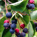 amelanchier lamarckii cm. 120/140  vaso 24