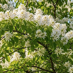 amelanchier lamarckii cm. 120/140  vaso 24